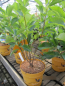 Preview: Amelanchier Saskatoonberry 2
